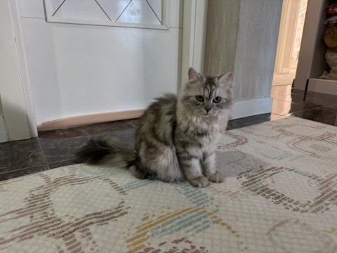 Ücretsiz Sahiplendirme British Longhair