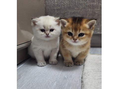 Golden British Shorthair Yavrular