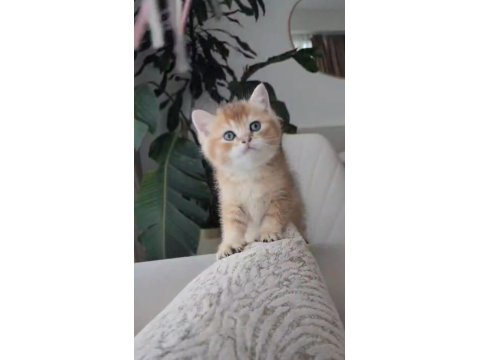 Harika Renk British Longhair Bebekler