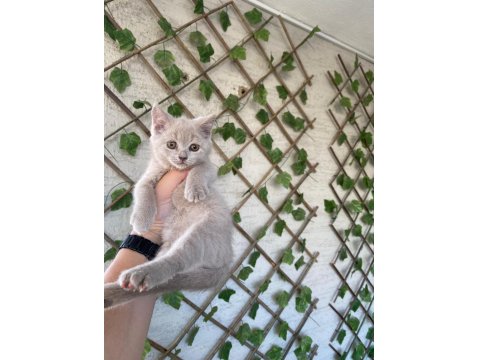 Bicolor Ve Lilac British Shorthair Bebekler