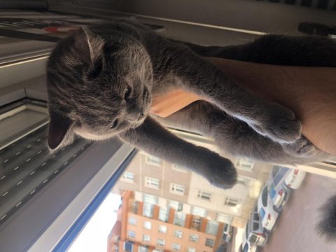 Acil British Shorthair Yavrumuza Yeni Yuva Arıyoruz