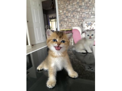 Irk Garantili British Golden Ve Silver Yavrularımız