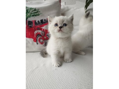 Tatlış Yavru Kedilerim Yeni Sahiplerini Heyecanla Bekliyor