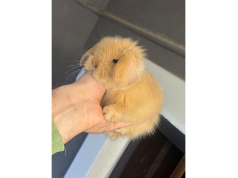 Safkan Evcil Yavru Tavşanlar Her İle Gönderim Var