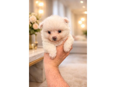 Kar Topu Spitz Yavrular