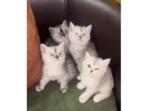 Scottish Ayı Yüzlü Yavru Kediler