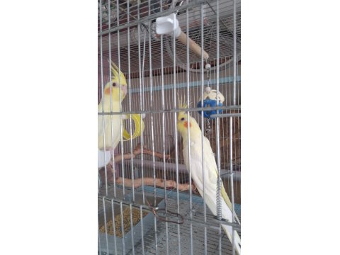 Yeni Yeme Düşen Sultan Papağanları