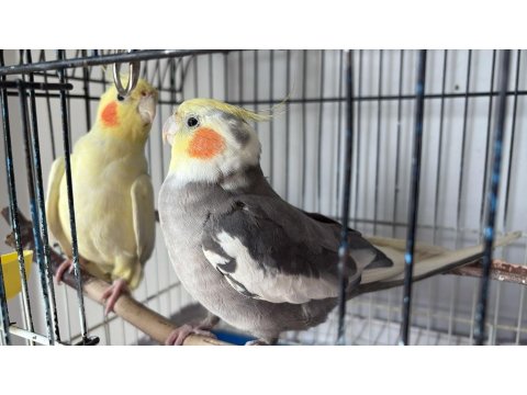 Sultan Papağanlarım Kafes Ve Malzemeler