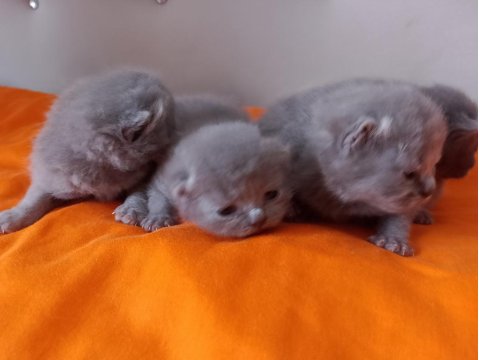 British Shorthair Ve Scottish Fold Yavrular