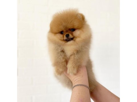 Pomeranian Boo Köpeği Yavruları