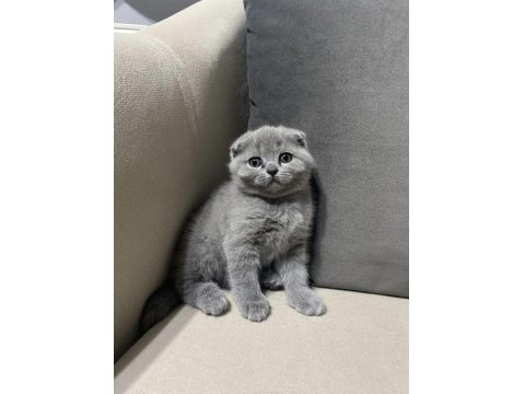 Beklenen İlan Açıldı A+ Sıfır Kulak Scottish Fold Yavrular