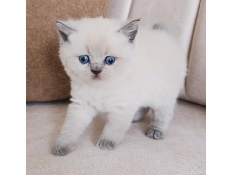 A Kalite Blue Point Yavru Kediler