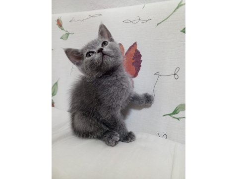 Sevimli Ve Oyuncu Kediler