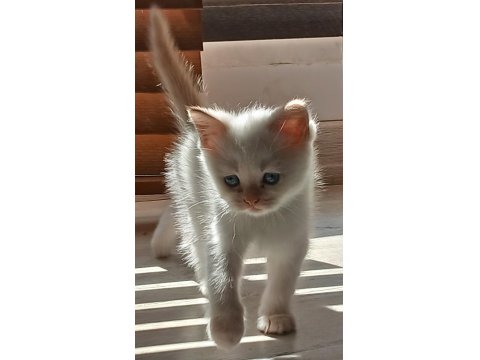 İki Aylik Gold Beyaz Erkek Kedimiz