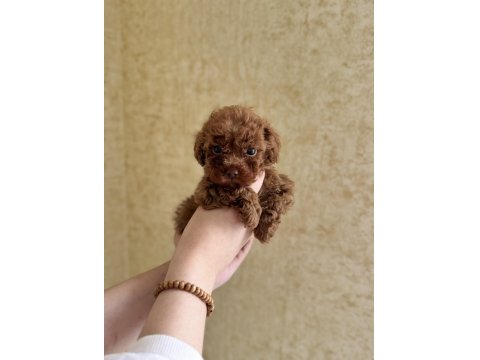 Evde Doğmuş Anne Ve Babası İle Büyüyen Sağlıklı Poodle Yavrular