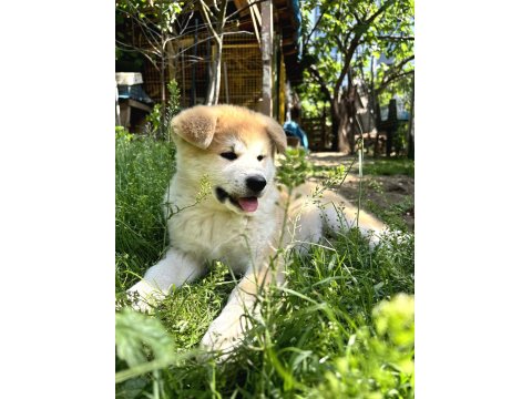 Muhteşem Safkan Japon Akita İnu Yavrular