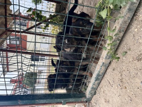 Alman Kurdu Yavru Köpekler