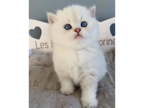 İnci Gibi Işıldayan Silver British Shorthair Ns1133