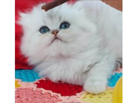 British Longhair Ns11 Silver Kızımız