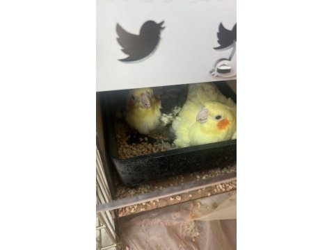 Daha Önce 4 Sefer Yavru Alınmış Eş Uysal Sultan Papağanı