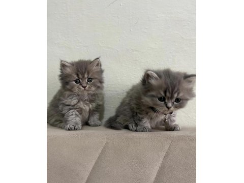 British Longhair Çikolata