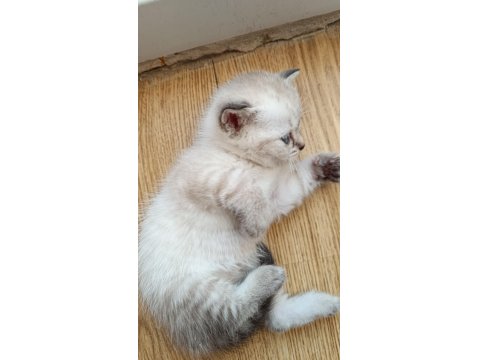 British Shorthair Yavrular Yeni Yuvayı Bekliyor!