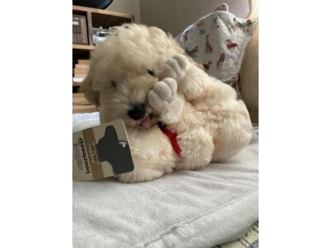 Anne Altından Poodle Yavrular