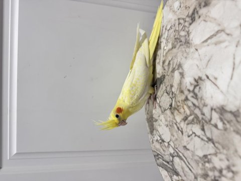 Sultan Papağanı Sahiplendirilecek (₺)