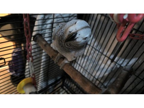 Kırmızı Kuyruk Jako Papağanı