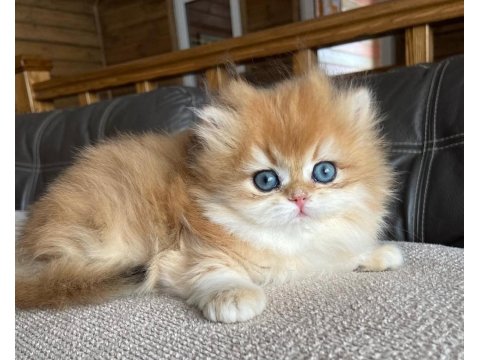 Golden Yeleli British Longhair Yavrumuz