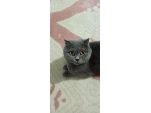 Scottish Fold Kedimiz