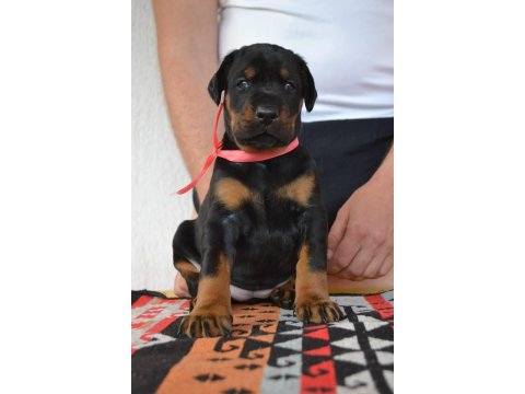 Irk Garantili Doberman Yavruları
