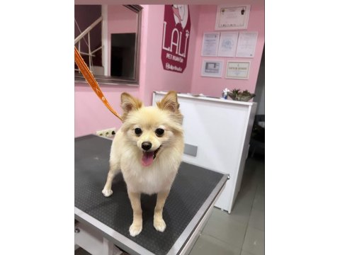 Eğitimli Pomeranian