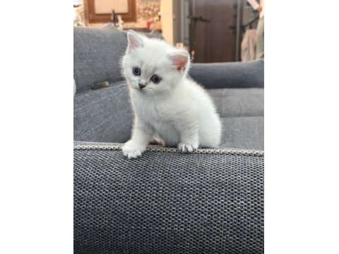 1,5 Aylık Dişi British Shorthair