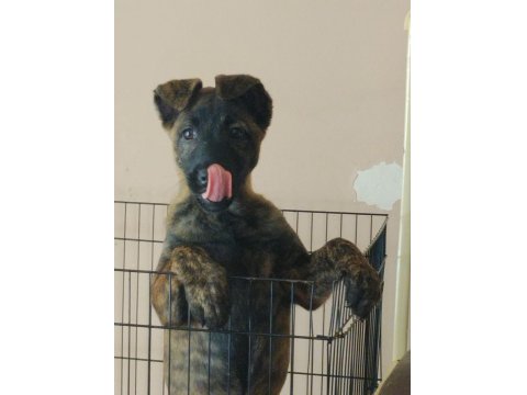 Dişi Belçika Kurdu (Malinois) Yavrumuz