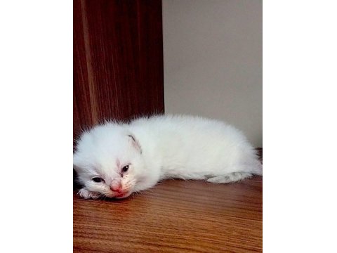 2 Beyaz Ve 2 Gri British Shorthair