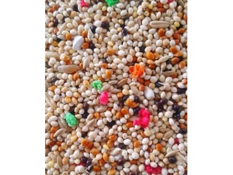 İstanbul İçi Adrese Teslim Kapıda Ödeme Muhabbet Kuşu