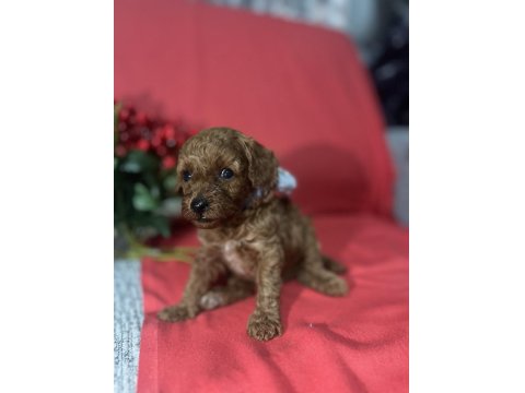 Kore Poodle Bebeklerimiz