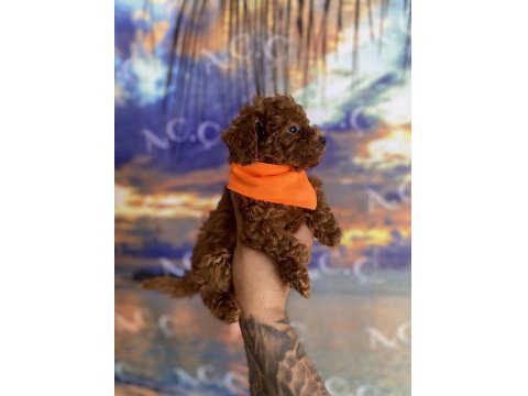 Toy Poodle Garantili Köpekler