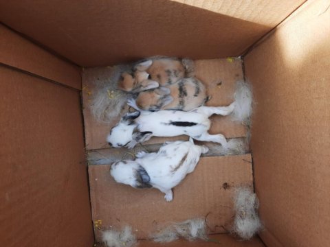 Yeni Doğum Hollanda Lop Tavşanı