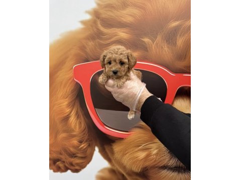 Irk Garantili Toy Poodle Yavrularımız
