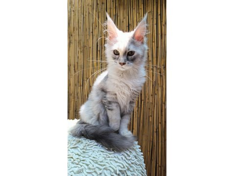 Lo Şecere Maine Coon Türk