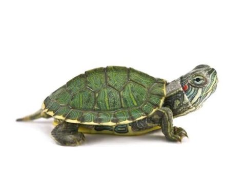 İthal Kırmızı Yanaklı Su Kaplumbağası