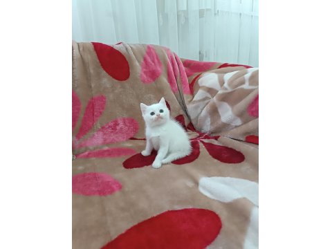 British Shorthair Yavrular Kar Beyaz