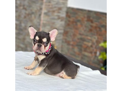 French Bulldog Cinsi Yavruları