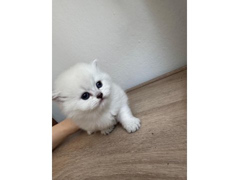 A+++ Kalitede Özenle Bakılan Yavru Kedilerimiz