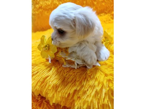 Maltese Terrier Yavrular Gelip Görerek Alabilirsiniz Adrese Teslimat Var