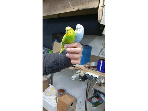 Çift Muhabbet Kuşu