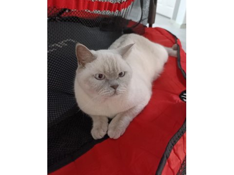 Blue Point Cinsi Kedimiz