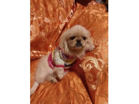 İmperyal Pekinez Köpeği Yavrularımız